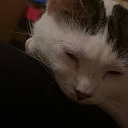 Vicky participe au concours pour gagner de l'argent avec cette photo : animal, black_fur, blurred_background, cat, close_up, cozy, dim_light, domestic, ear, face, feline, fur, indoor, nose, pet, relaxed, resting, sleepy, whiskers, white_fur