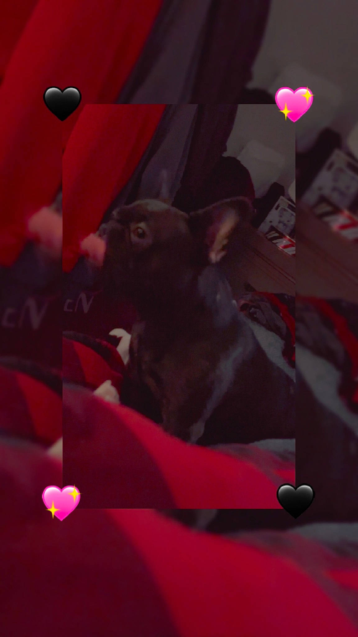 Remi joined the competition — help win amazing prizes! animation, balloon, carmine, coquelicot, darkness, entertainment, event, fashion_accessory, fawn, fictional_character, fun, magenta, pattern, petal, pink, plant, room, rose_family, textile, toy