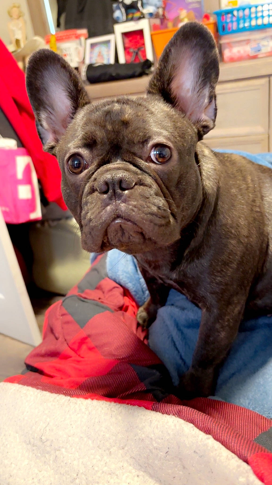 Remi is registered to the contest to win money with this photo: bookcase, bulldog, canidae, carmine, carnivore, collar, comfort, companion_dog, dog, dog_breed, ear, fawn, french_bulldog, shelf, snout, terrestrial_animal, toy_dog, whiskers, working_animal, wrinkle