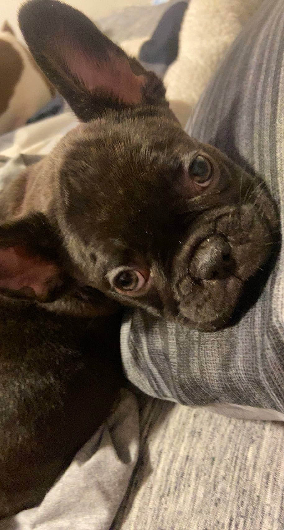 Remi is registered to the contest to win money with this photo: boston_terrier, bulldog, canidae, carnivore, comfort, companion_dog, dog, dog_breed, ear, fawn, grey, liver, mammal, pug, snout, sporting_group, toy_dog, whiskers, working_animal, wrinkle