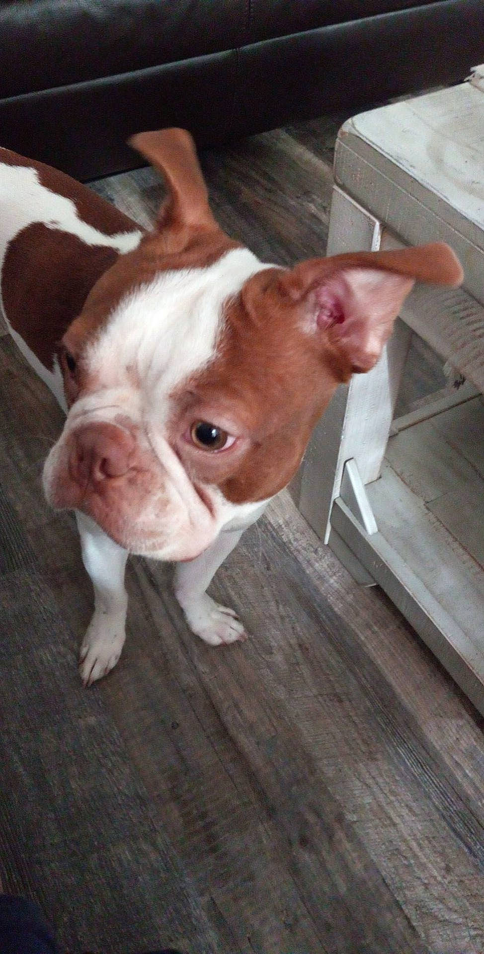 Axel joined the competition — help win amazing prizes! bulldog, canidae, carnivore, comfort, companion_dog, dog, dog_breed, ear, fawn, flooring, fur, hardwood, non_sporting_group, snout, sporting_group, tail, terrestrial_animal, whiskers, wood, working_animal