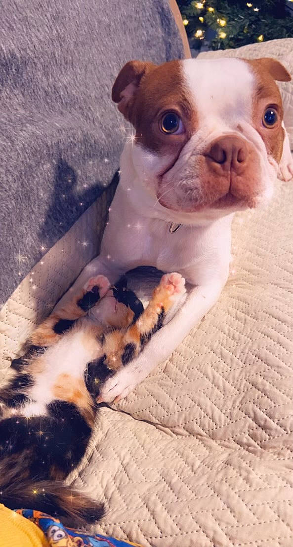 Axel is registered to the contest to win money with this photo: bulldog, canidae, carnivore, companion_dog, dog, dog_breed, fawn, fur, non_sporting_group, paw, pet_supply, puppy, snout, sporting_group, tail, terrestrial_animal, toy, toy_dog, whiskers, working_animal