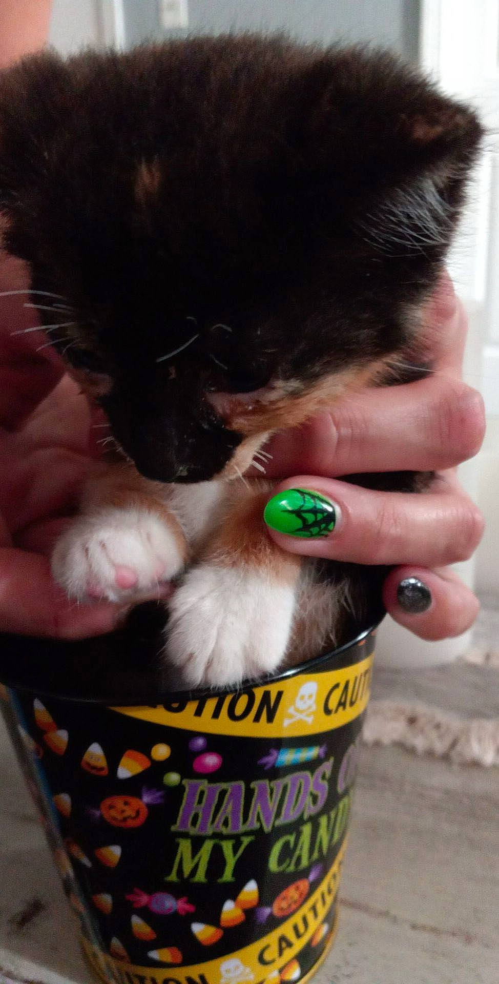 Bella is registered to the contest to win money with this photo: basket, beer, bottle, cat_supply, companion_dog, drink, drinking, foot, fur, nail, pet_food, pet_supply, tail, thumb, vertebrate