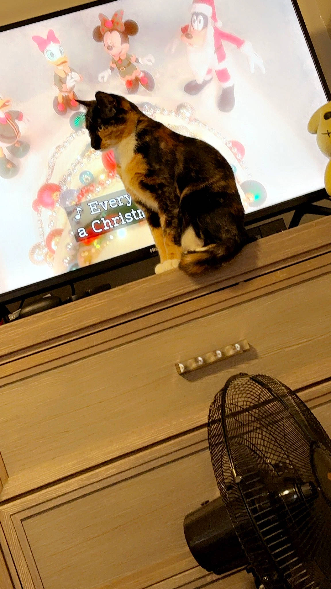 Bella joined the competition — help win amazing prizes! audio_equipment, automotive_design, carnivore, cat, display_device, domestic_short_haired_cat, event, felidae, fur, gadget, home_appliance, light, mechanical_fan, metal, paw, room, small_to_medium_sized_cats, tail, whiskers, window