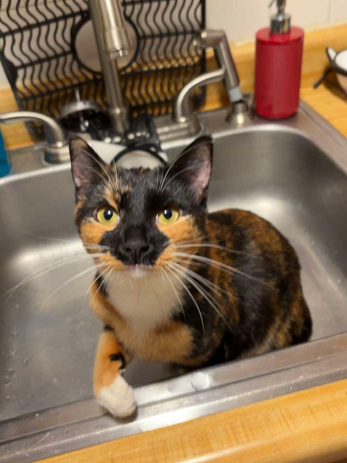 Bella is registered to the contest to win money with this photo: animal_feed, carnivore, cat, chair, comfort, cooking, domestic_short_haired_cat, felidae, fur, kitchen, kitchen_appliance, kitchen_sink, pet_supply, plumbing, plumbing_fixture, room, sink, small_to_medium_sized_cats, tap, whiskers