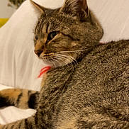 Jubilee participe au concours pour gagner de l'argent avec cette photo : cat, tabby, indoor, couch, furniture, pet, animal, relaxed, home, fur, whiskers, ears, face, striped, domestic, mammal, closeup, resting, cozy, soft