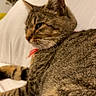 cat, tabby, indoor, couch, furniture, pet, animal, relaxed, home, fur, whiskers, ears, face, striped, domestic, mammal, closeup, resting, cozy, soft