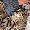 Jubilee a rejoint le concours — aidez-le/la à gagner de superbes lots ! cat, tabby_cat, sleeping, close_up, person, sweater, knitted, gray, fur, whiskers, cozy, indoor, resting, animal, pet, cute, relaxed, soft_texture, nap, companion