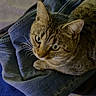 Jubilee a rejoint le concours — aidez-le/la à gagner de superbes lots ! cat, tabby, denim, jeans, clothing, fabric, pet, animal, feline, whiskers, ears, eyes, indoor, resting, soft, blanket, cozy, curious, looking_up, home