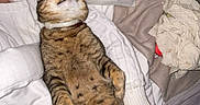 Jubilee a rejoint le concours — aidez-le/la à gagner de superbes lots ! cat, tabby_cat, bed, pillow, blanket, human_arm, sleeping, cozy, indoor, relaxing, feline, pet, fur, resting, comfort, white_clothing, paw, tail, cuddle, warm