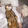 cat, tabby_cat, bed, pillow, blanket, human_arm, sleeping, cozy, indoor, relaxing, feline, pet, fur, resting, comfort, white_clothing, paw, tail, cuddle, warm