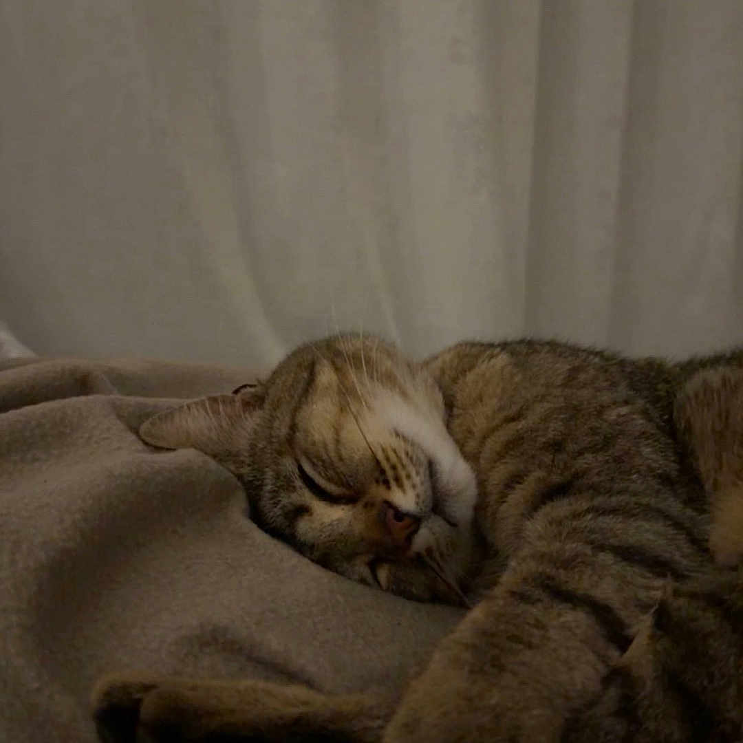 Jubilee participe au concours pour gagner de l'argent avec cette photo : cat, tabby, sleeping, paw, blanket, indoor, resting, cozy, feline, pet, fur, whiskers, relaxed, cute, animal, domestic, soft, nap, quiet, calm