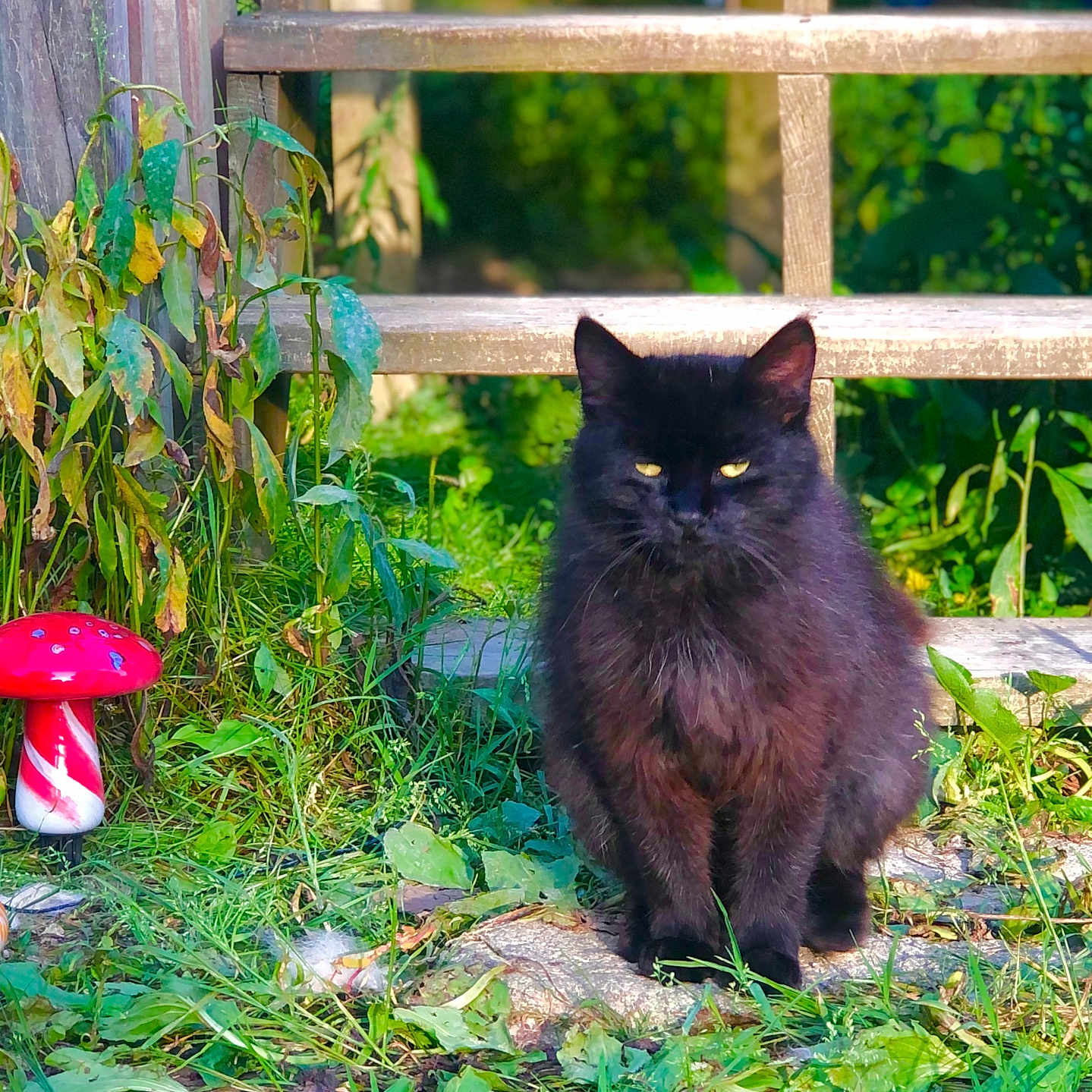 Sadenus joined the competition — help win amazing prizes! agaric, animal, backyard, cat, fungus, grass, green, jar, leaf, mushroom, nature, outdoors, pet, plant, planter, pottedplant, pottery, soil, vase, yard