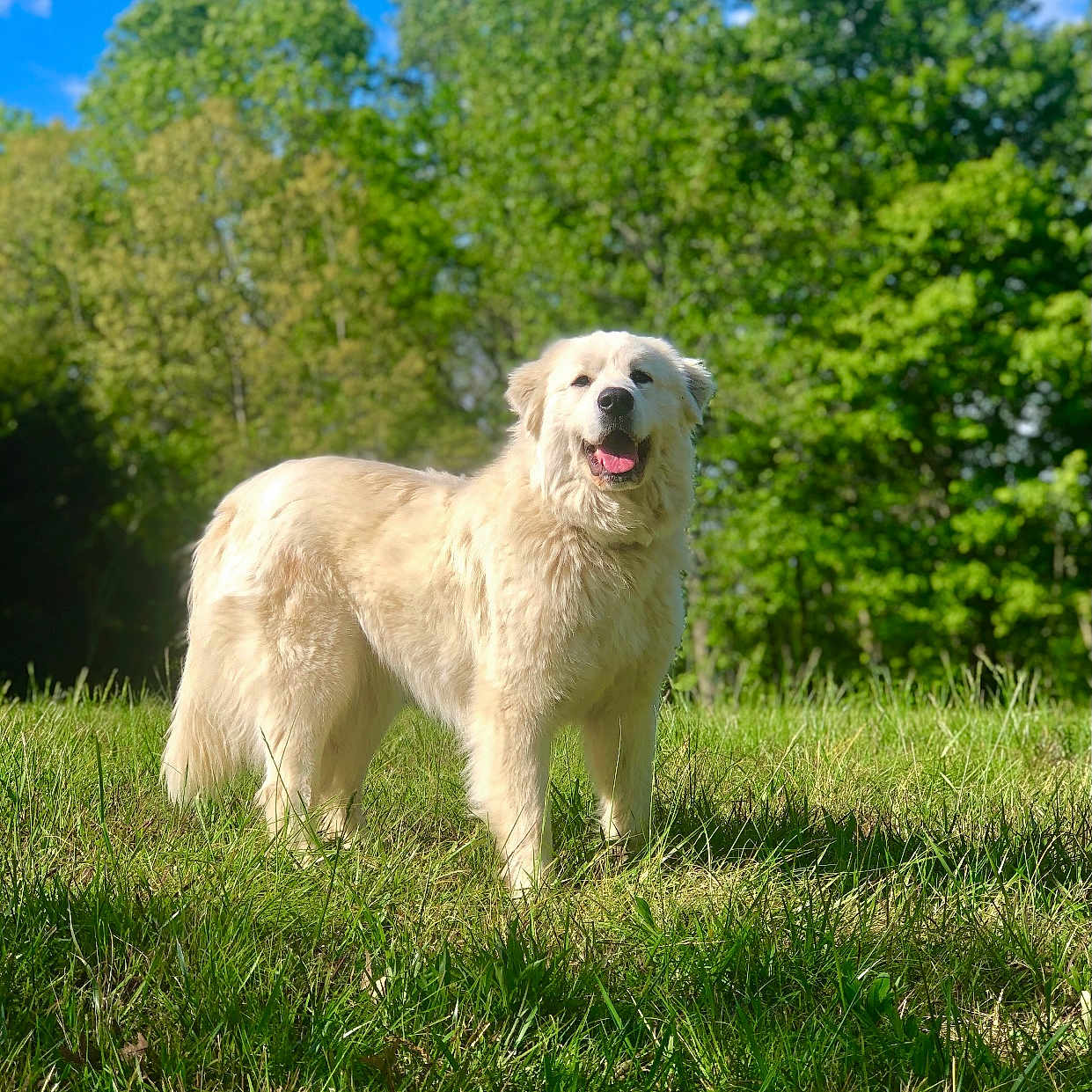Maggie