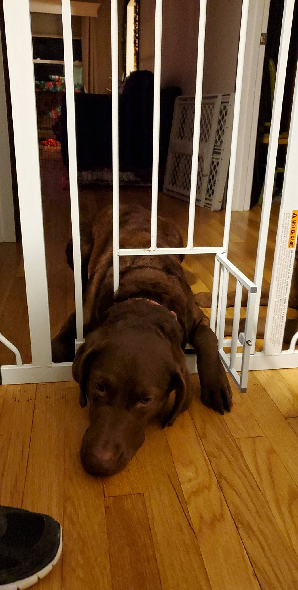 Charlotte joined the competition — help win amazing prizes! brown, carnivore, comfort, companion_dog, dog, dog_breed, door_mat, fawn, floor, flooring, hardwood, laminate_flooring, liver, plank, snout, tail, wood, wood_flooring, wood_stain, working_animal