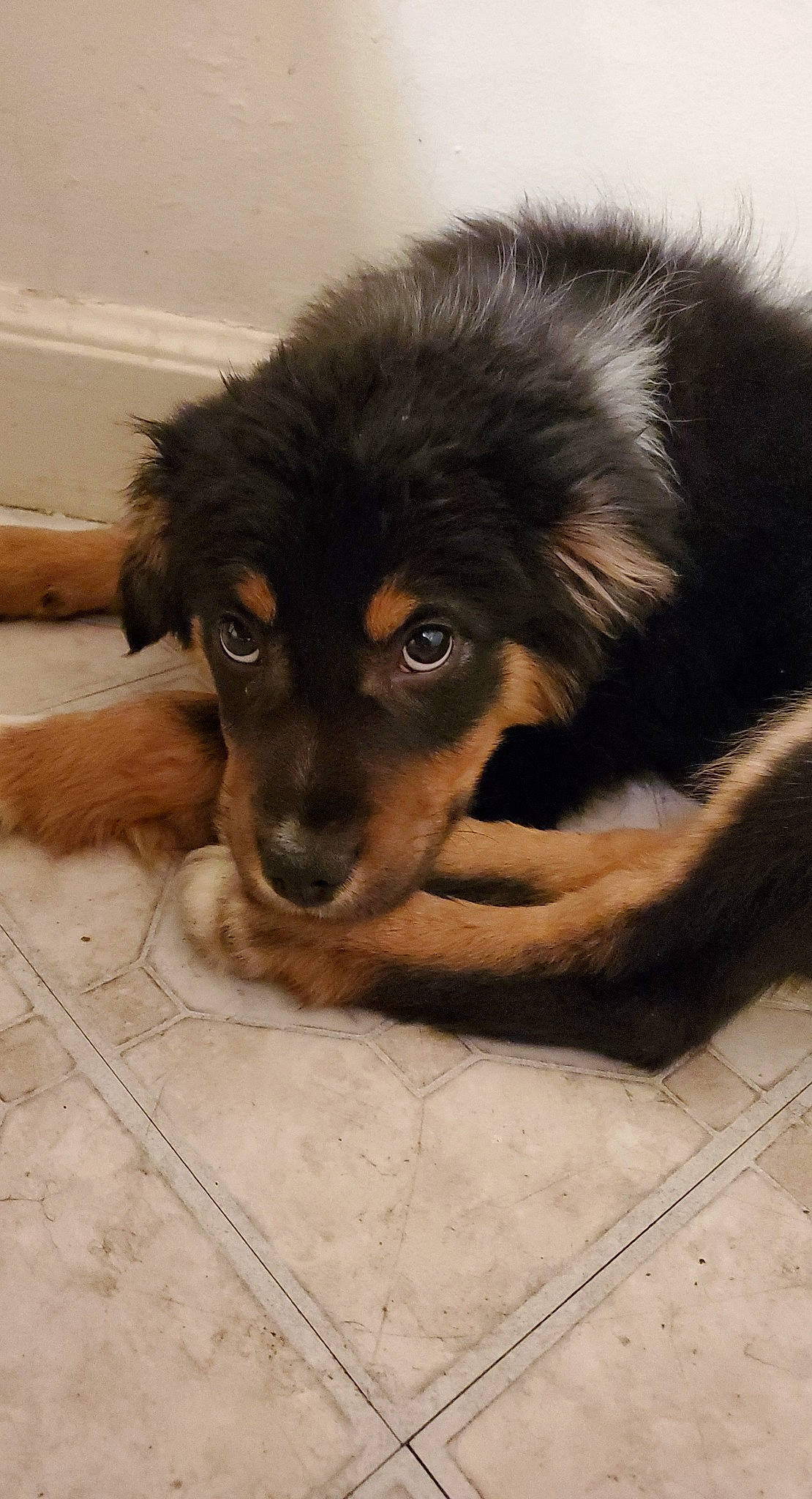 Bandit is registered to the contest to win money with this photo: canidae, carnivore, companion_dog, dog, dog_breed, fawn, flooring, fur, guard_dog, herding_dog, himalayan_sheepdog, paw, puppy, snout, sporting_group, street_dog, terrestrial_animal, whiskers, working_animal, working_dog