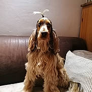 Utopia a rejoint le concours — aidez-le/la à gagner de superbes lots ! dog, spaniel, cocker_spaniel, pet, canine, long_hair, floppy_ears, brown_and_white, sitting, portrait, indoors, couch, sofa, pillow, furniture, topknot, shaggy_fur, fluffy, home, companion_animal