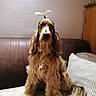 dog, spaniel, cocker_spaniel, pet, canine, long_hair, floppy_ears, brown_and_white, sitting, portrait, indoors, couch, sofa, pillow, furniture, topknot, shaggy_fur, fluffy, home, companion_animal
