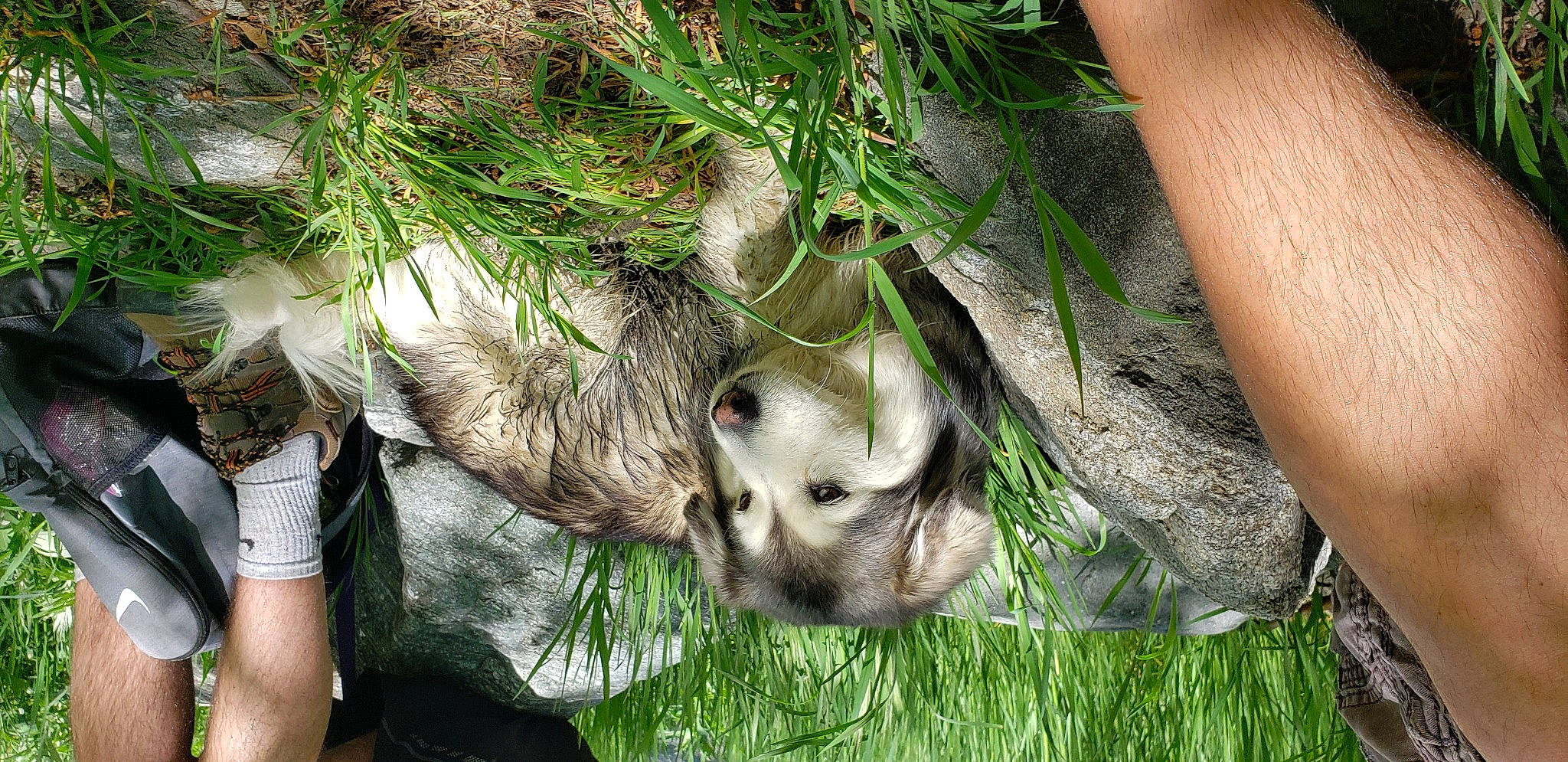 Jazmine is registered to the contest to win money with this photo: carnivore, christmas_ornament, companion_dog, dog, dog_breed, fawn, fur, grass, marsupial, mustelidae, plant, sloth, snout, sporting_group, terrestrial_animal, terrestrial_plant, trunk, twig, whiskers, wildlife