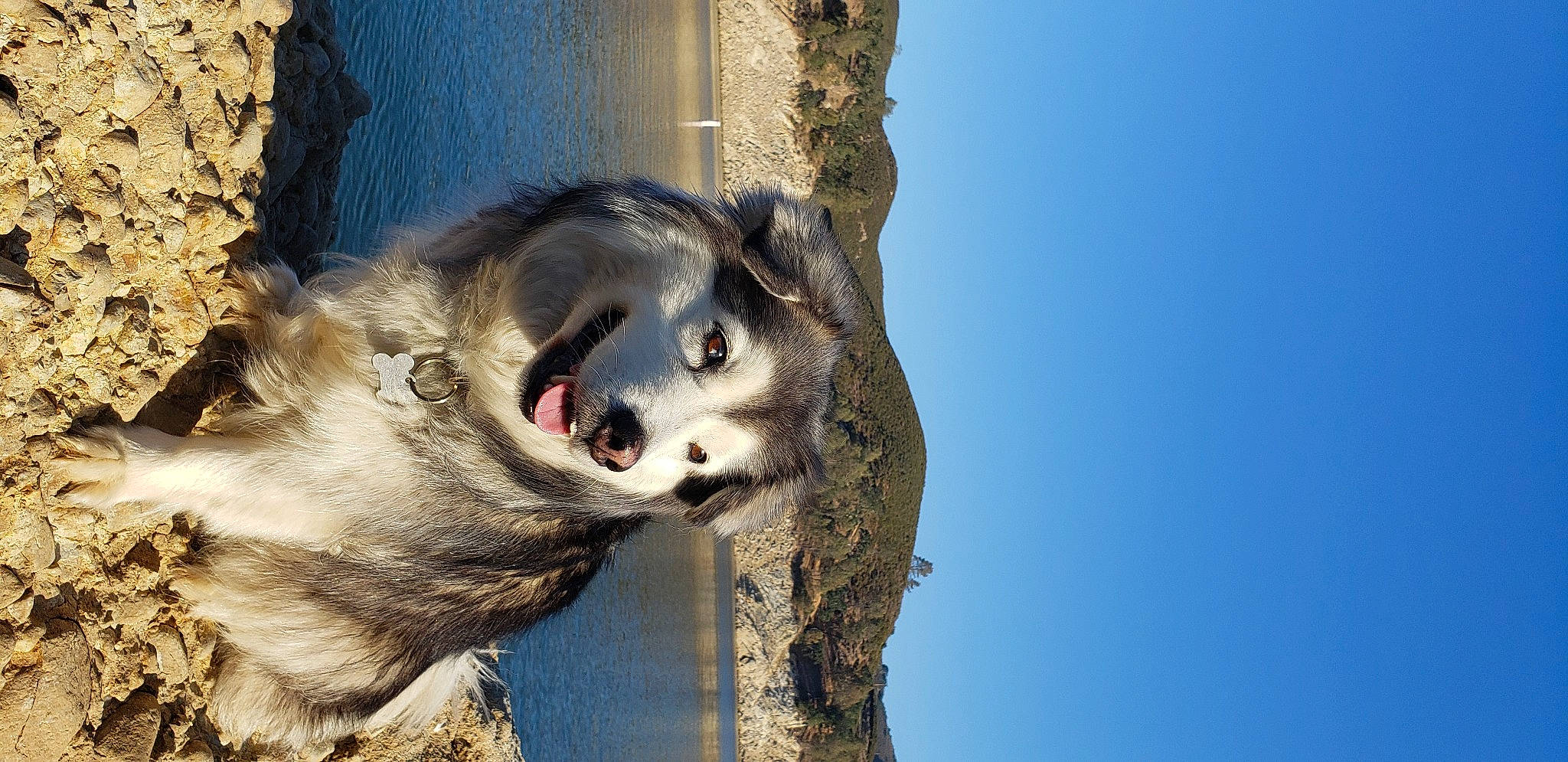 Jazmine joined the competition — help win amazing prizes! canidae, canis, carnivore, collar, dog, dog_breed, fang, fawn, felidae, fur, leash, sky, sled_dog, sporting_group, tail, trunk, water, whiskers, wildlife, wolf