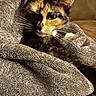 animal, blanket, cat, closeup, comfort, cozy, cute, domestic, feline, fur, indoor, nap, pet, relaxing, resting, sleepy, soft, tortoiseshell, warm, whiskers