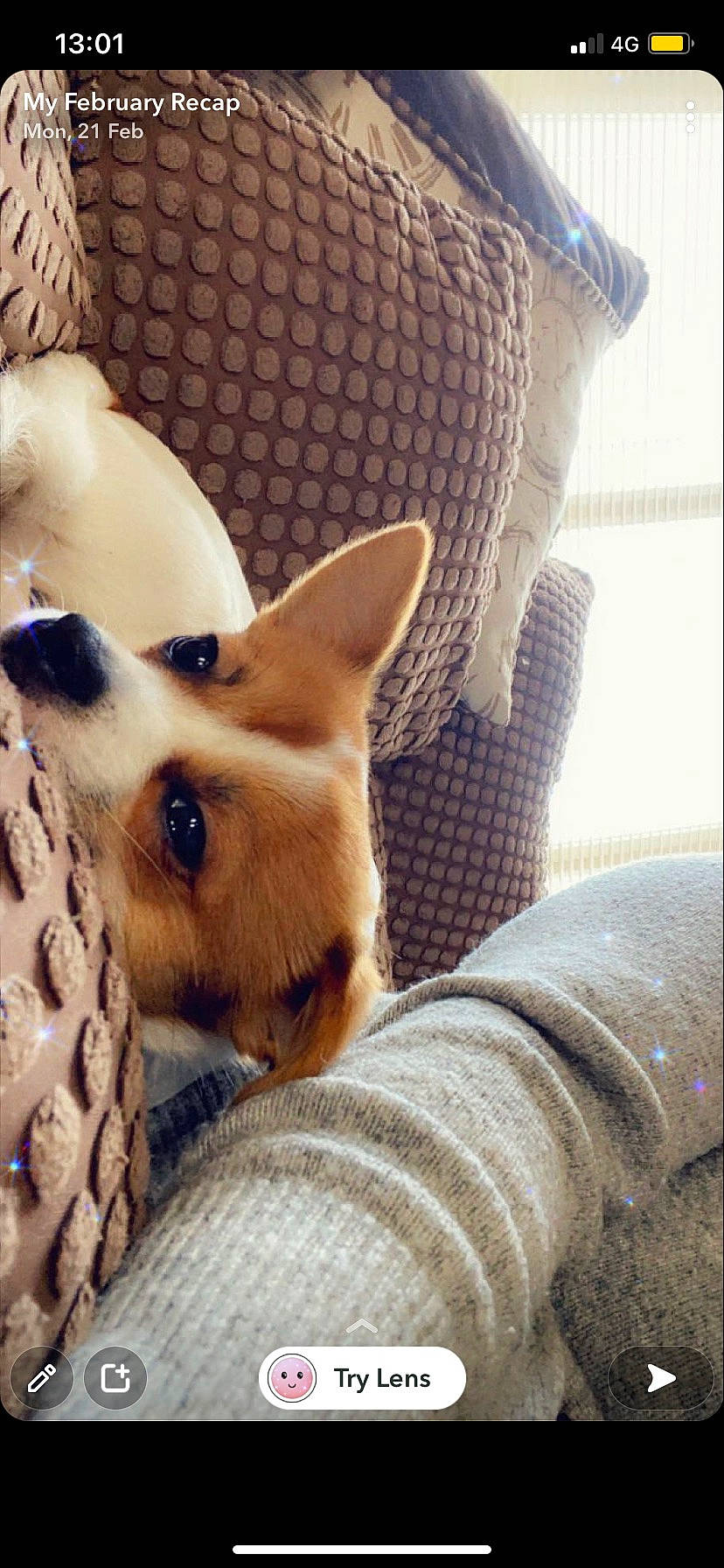 Biggie is registered to the contest to win money with this photo: ancient_dog_breeds, canidae, carnivore, comfort, companion_dog, dog, dog_breed, dog_supply, fawn, fur, paw, pomeranian, snout, spitz, tail, terrestrial_animal, toy_dog, whiskers, wood, working_animal