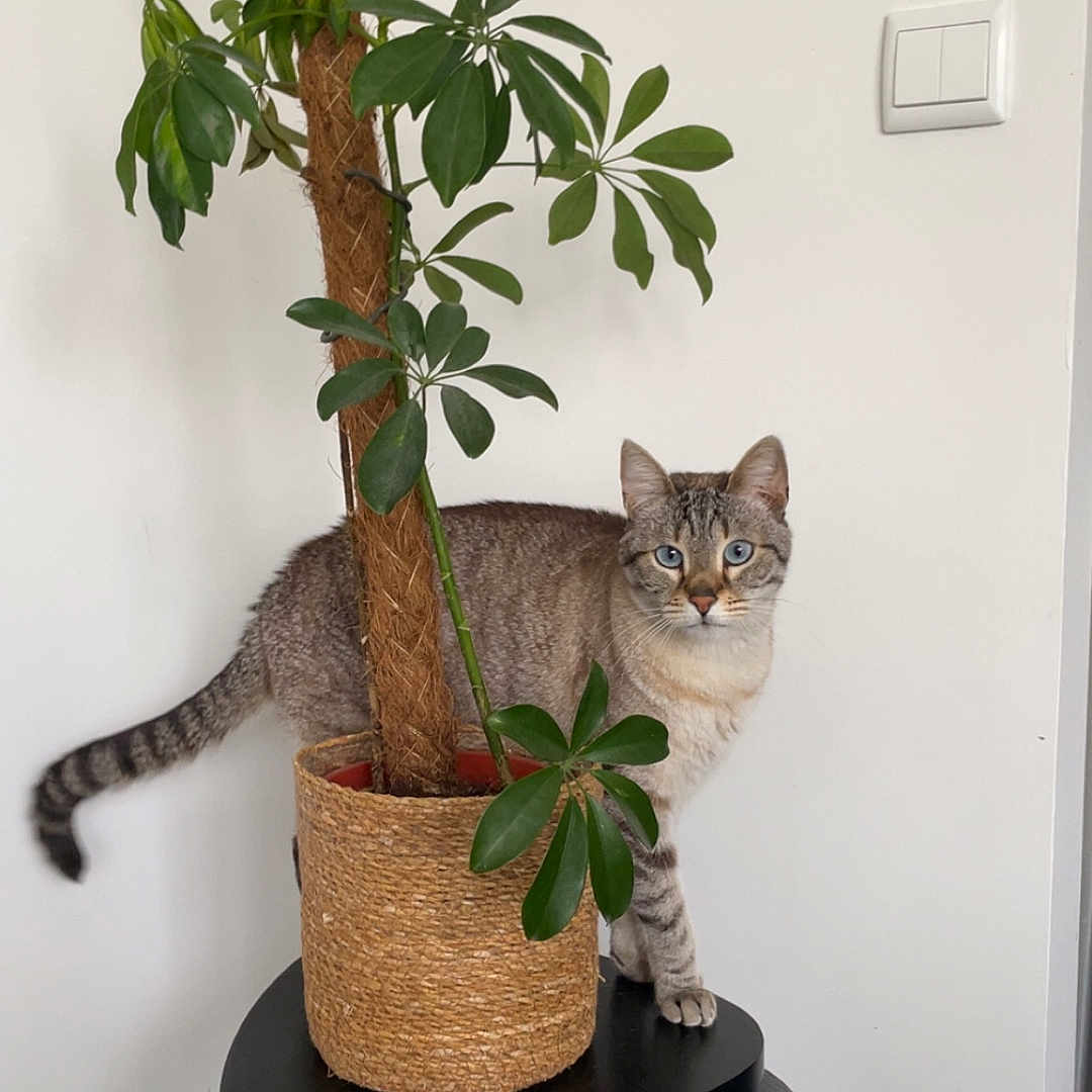 Torri a rejoint le concours — aidez-le/la à gagner de superbes lots ! abyssinian, animal, basket, bonsai, cat, cookware, flower, flowerarrangement, furniture, hardwood, jar, leaf, pet, plant, planter, pottedplant, pottery, tree, vase, wood