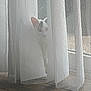 cat, curtain, sheer_curtain, window, floor, wooden_floor, indoor, pet, animal, white_cat, peeking, soft_light, home, quiet, hidden, feline, curiosity, shadow, texture, natural_light