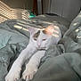 cat, white_cat, pet, bed, comforter, indoor, sunlight, shadow, stretching, relaxed, fur, whiskers, paws, sleepy, window, blinds, quiet, cozy, domestic, animal