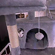 Ellie is registered to the contest to win money with this photo: cat, cat_tree, pet, animal, feline, indoor, cozy, furniture, toy, pom_pom, peeking, curious, gray, soft, household, pet_furniture, cute, resting_spot, playful, domestic_cat