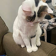 Ellie is registered to the contest to win money with this photo: cat, white_cat, black_markings, brown_markings, pet, feline, sitting, couch, armrest, indoor, household, fur, cute, looking_down, domestic_animal, whiskers, ears, paws, relaxed, curious