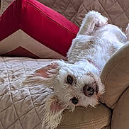 Nelly joined the competition — help win amazing prizes! animal, canine, companion, couch, cozy, cute, dog, ears, fluffy, fur, home, indoor, nose, pet, quilted_blanket, red_cushion, relaxed, resting, upside_down, white_dog