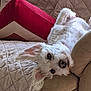 animal, canine, companion, couch, cozy, cute, dog, ears, fluffy, fur, home, indoor, nose, pet, quilted_blanket, red_cushion, relaxed, resting, upside_down, white_dog