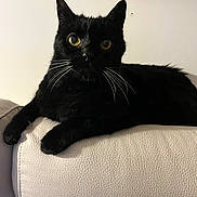 Sushi participe au concours pour gagner de l'argent avec cette photo : animal, black_cat, cat, close_up, couch, cozy, cute, domestic_cat, fur, furniture, house_pet, indoor, lying_down, mammal, pet, portrait, relaxed, resting, whiskers, yellow_eyes