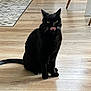 black_cat, cat, pet, animal, indoor, wooden_floor, licking, tongue_out, feline, whiskers, ears, tail, flooring, domestic_cat, sitting, home, cute, playful, fur, mammal