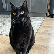 Sushi participe au concours pour gagner de l'argent avec cette photo : black_cat, cat, pet, indoor, wooden_floor, kitchen, animal, whiskers, yellow_eyes, feline, domestic_cat, sitting, fur, curious, portrait, home, quiet, alert, mammal, companion
