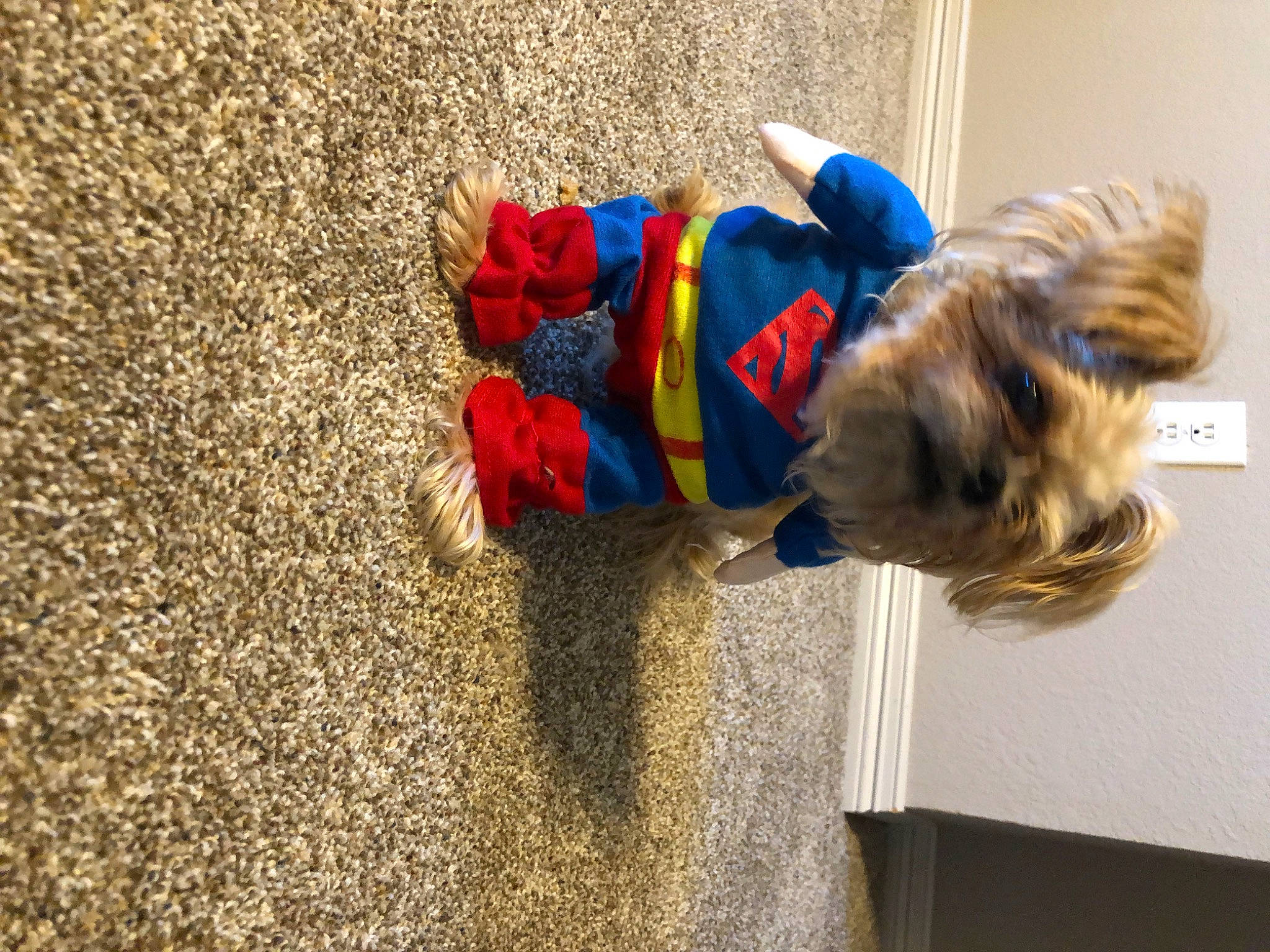 Nemo is registered to the contest to win money with this photo: canidae, carnivore, dog, dog_breed, dog_clothes, dog_toy, fawn, puppy, standard_schnauzer, terrier, toy_dog, yorkshire_terrier