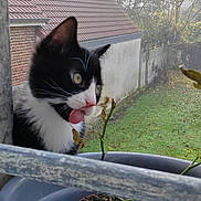 Léon participe au concours pour gagner de l'argent avec cette photo : cat, black_and_white, plant_pot, dried_plant, metal_railing, outdoor, garden, foggy, house, window_sill, green_grass, tree, curious, tongue_out, pet, animal, nature, daylight, close_up, playful