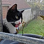 cat, black_and_white, plant_pot, dried_plant, metal_railing, outdoor, garden, foggy, house, window_sill, green_grass, tree, curious, tongue_out, pet, animal, nature, daylight, close_up, playful