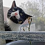 Léon a rejoint le concours — aidez-le/la à gagner de superbes lots ! cat, black_and_white, curious, plant, potted_plant, dried_leaves, railing, outdoor, foggy, window, container, pet, animal, whiskers, nose, green_stem, background, nature, closeup, expression