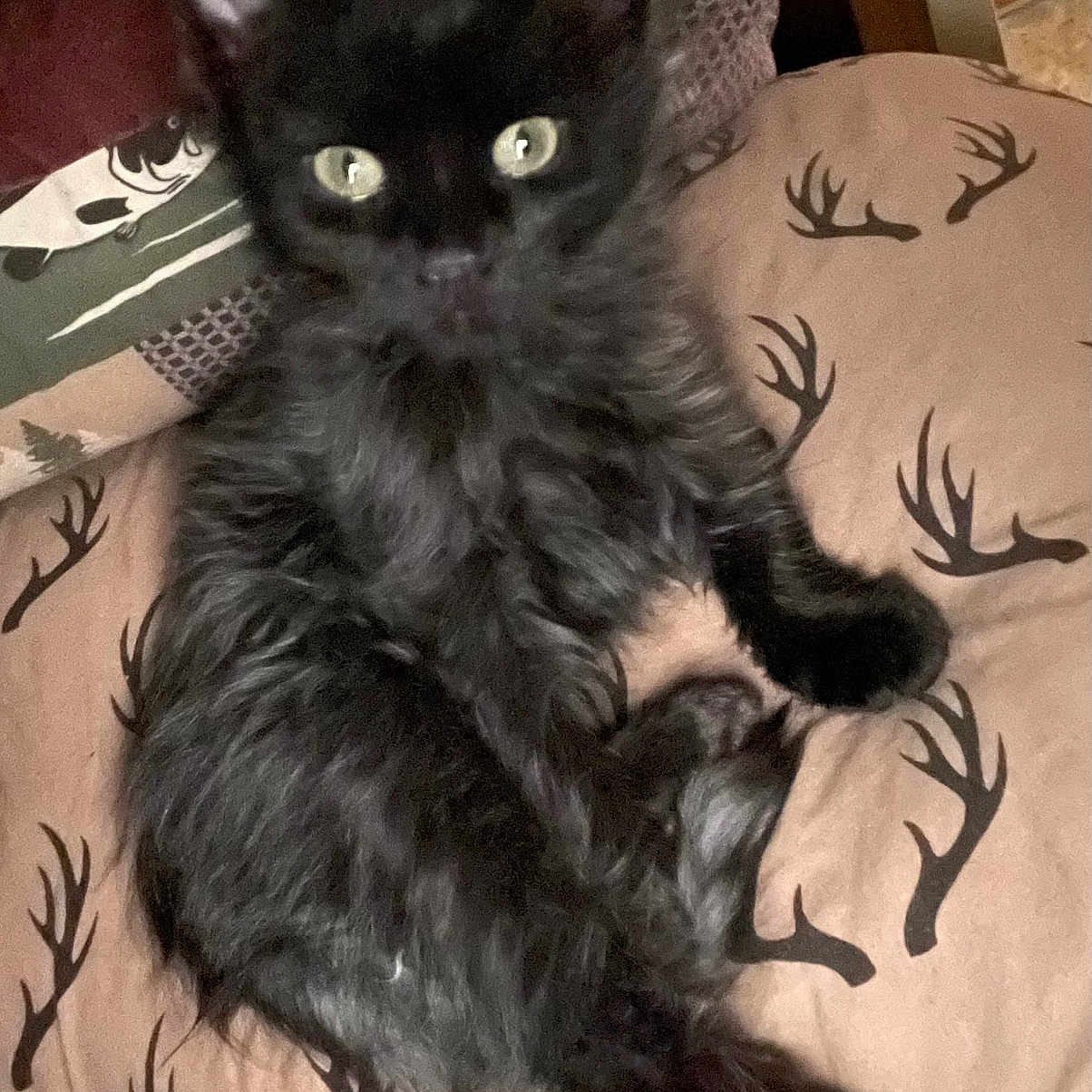 Anabis is registered to the contest to win money with this photo: animal, antler_pattern, black_cat, cat, cozy, cushion, cute, domestic_animal, ears, eyes, feline, fur, furniture, indoor, kitten, pet, relaxed, resting, small, whiskers