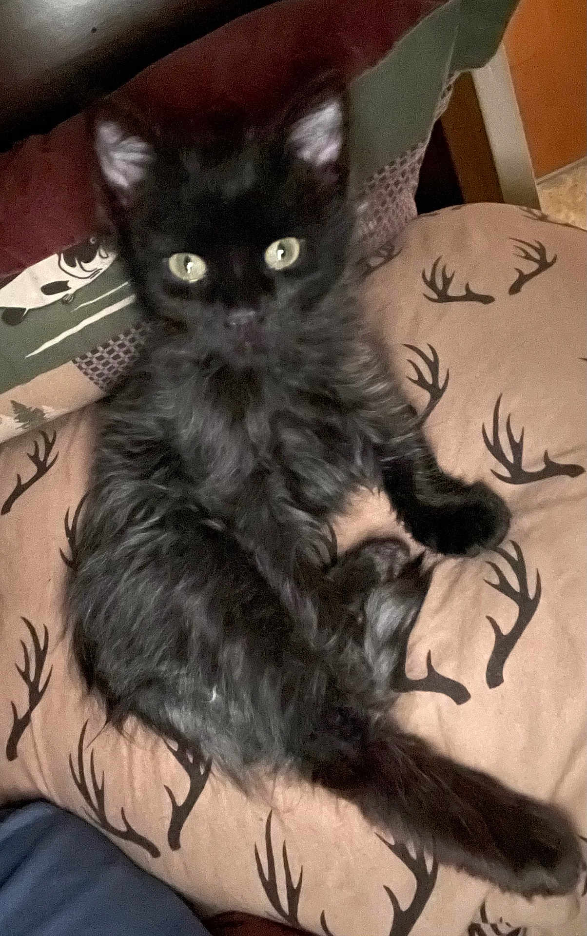 Anabis is registered to the contest to win money with this photo: cat, kitten, black_cat, pet, animal, fur, cushion, antler_pattern, indoor, resting, cute, small, domestic_animal, feline, whiskers, ears, eyes, relaxed, cozy, furniture
