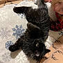 Anabis is registered to the contest to win money with this photo: black_cat, cat, pet, feline, lying_down, blanket, snowflake_pattern, child, pajamas, red_clothing, playing, indoor, cozy, curious, animal, companion, fur, stretching, cute, home