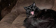 Anabis joined the competition — help win amazing prizes! cat, black_cat, feline, pet, indoor, couch, brown_couch, leather, animal, fur, tail, resting, yawning, mouth_open, cozy, home, furniture, relaxing, domestic_animal, cute