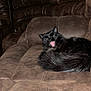 cat, black_cat, feline, pet, indoor, couch, brown_couch, leather, animal, fur, tail, resting, yawning, mouth_open, cozy, home, furniture, relaxing, domestic_animal, cute