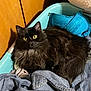 Anabis is registered to the contest to win money with this photo: cat, black_cat, yellow_eyes, fluffy, laundry_basket, clothes, blue_bra, indoor, wooden_wall, textile, fabric, resting, pet, feline, domestic_animal, cute, cozy, fur, relaxed, household
