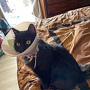 Anabis joined the competition — help win amazing prizes! cat, black_cat, cone, cone_of_shame, bed, bedspread, indoor, furniture, dresser, window, sunlight, pet, animal, fur, curious, sitting, yellow_eyes, domestic_cat, home, cozy
