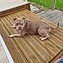 dog, outdoor, wooden_deck, grass, greenery, garden_lights, pavement, rocks, pet, animal, canine, relaxed, brown_dog, daylight, nature, summer, leisure, companion, side_view, looking_away