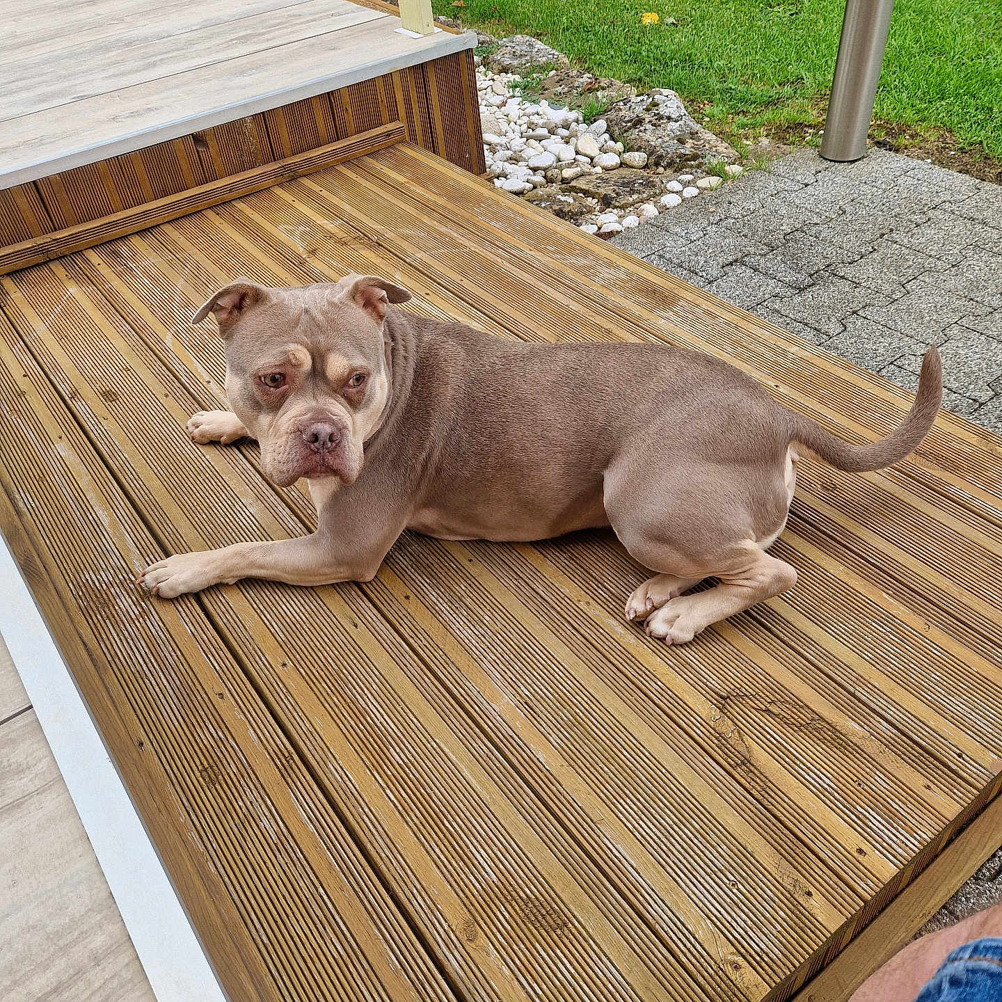 Paupiette a rejoint le concours — aidez-le/la à gagner de superbes lots ! animal, brown_dog, canine, companion, daylight, dog, garden_lights, grass, greenery, leisure, looking_away, nature, outdoor, pavement, pet, relaxed, rocks, side_view, summer, wooden_deck