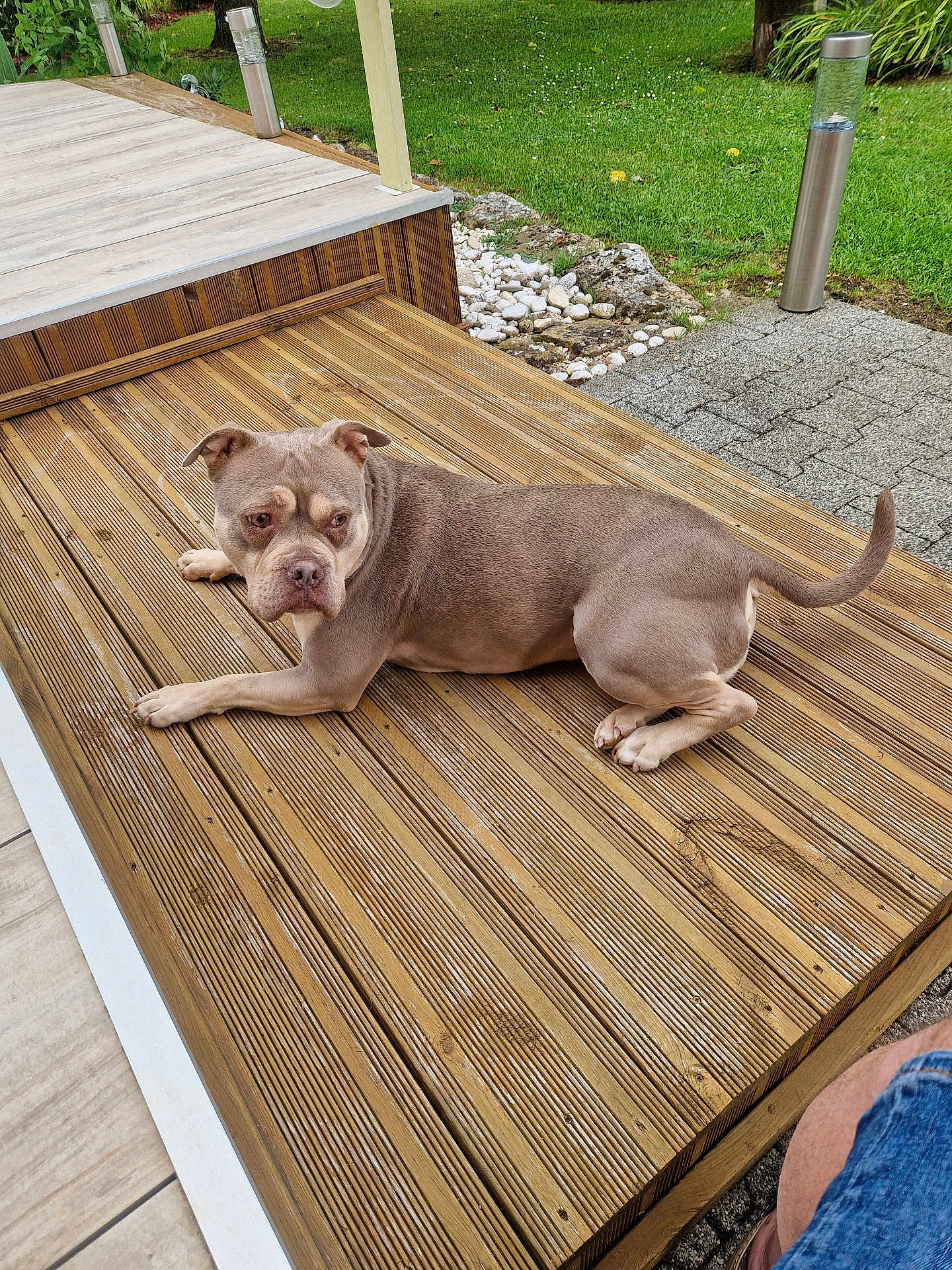 Paupiette a rejoint le concours — aidez-le/la à gagner de superbes lots ! dog, outdoor, wooden_deck, grass, greenery, garden_lights, pavement, rocks, pet, animal, canine, relaxed, brown_dog, daylight, nature, summer, leisure, companion, side_view, looking_away